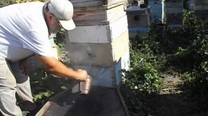 как успокоить злую семью пчел перед осмотром