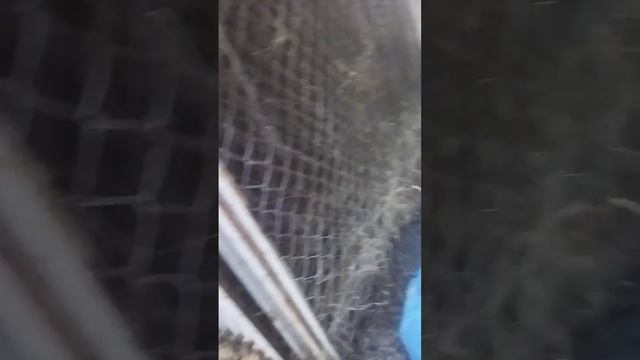 #труд #люди #животные #жизнь смотреть онлайн