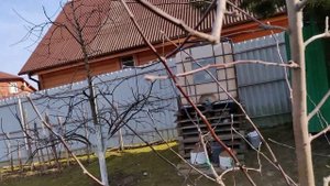 Обрезка молодого дерева яблони Белорусское сладкое. Московская область, март 2020 года