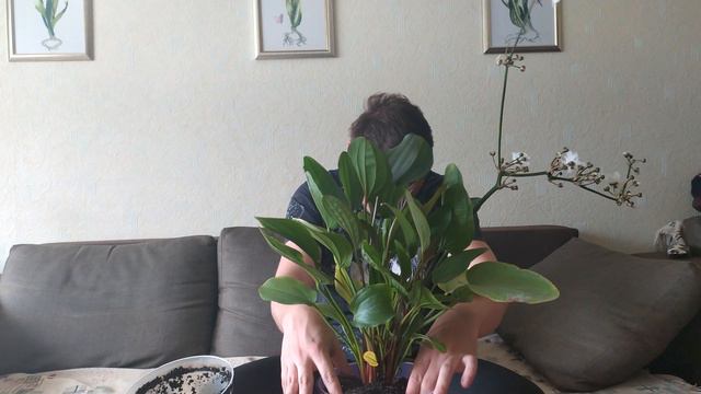 Между делом | ОГРОМНЫЙ ЭХИНОДОРУС смотреть онлайн