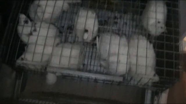 ВЕС ПЕРЕПЕЛОВ В 6 НЕДЕЛЬ, ДОБЫЛИ ЛИШНИХ САМЦОВ, ПРОБЛЕМЫ БАЛКОННОГО СОДЕРЖАНИЯ!!!