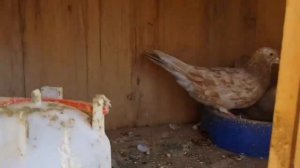 Бойные голуби Шамиля Айдиева Дагестан, Губден.