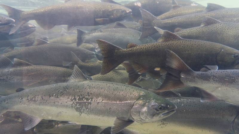 Отличная рыбалка, лосось ) Рыбалка на удочку смотреть онлайн