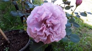 Angel Face Rose (Floribunda)??