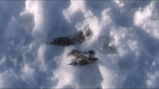 20.01.2021г. Волки оставили визитную картачку на что они охотились в последний раз. смотреть онлайн