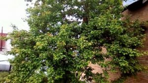 Как спасти дерево в саду от личинок майского жука.
