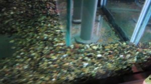 Течение от помпы Jebao OW-40. Аквариум два метра.