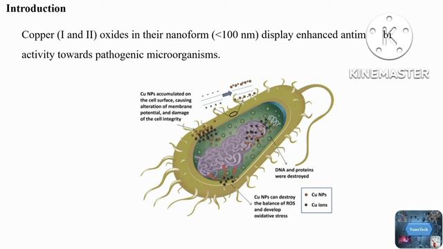 Antibacterial Activity of Copper Oxide Nanoparticles #antibacterial #nanoparicleskillpathogen смотреть онлайн