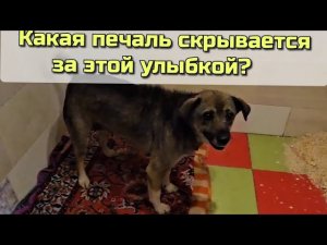 Лиза - приехала с улицы к нам на лечение. Каждый приезжает со своей проблемой...Какая же она у Лизы_