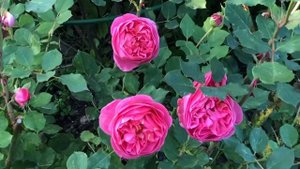 Английская Роза Боскобель.rose Boskobel