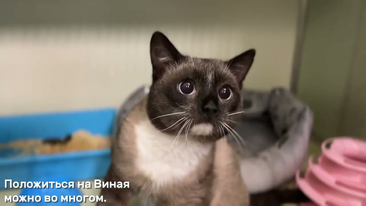 ВИНАЙ (уже дома)