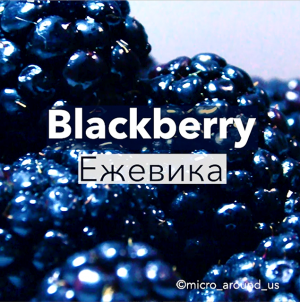 Ежевика под микроскопом