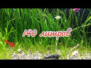 Из аквариума на 140 литров. Погибают коридорасы