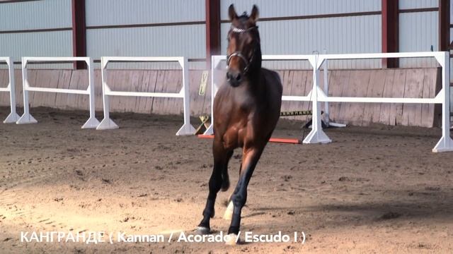 Конеферма "Хартли Хорс Хаус" презентует своих жеребцов-производителей смотреть онлайн