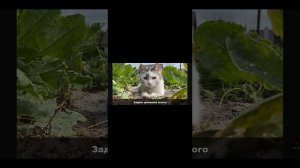 Реакция на анука давай ка