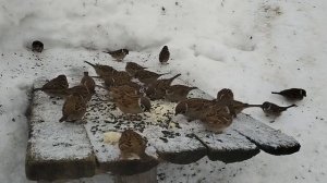 Крошки хлеба и семечки на столе | Воробьи | Синицы | Зеленушки | Лазоревки