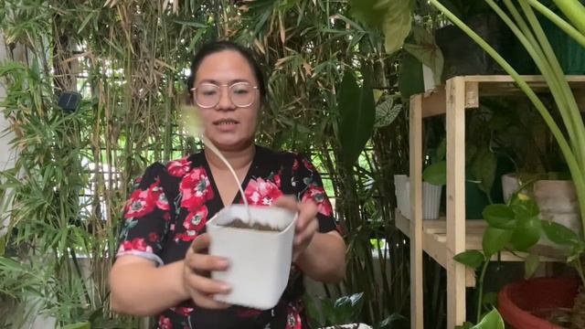 VARIEGATED ALOCASIA REPOTTING (20 PLANTS GRABE) смотреть онлайн