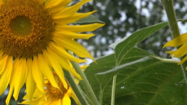 15 корзинок с семечками на одном стебле смотреть онлайн