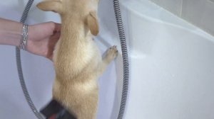 Линяющая Шерсть у Чихуахуа - Как Бороться?