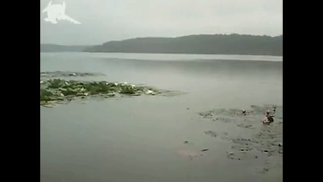 Раскопки под водой на Глухом озере.(2012 Архив РУВД Лен.области)