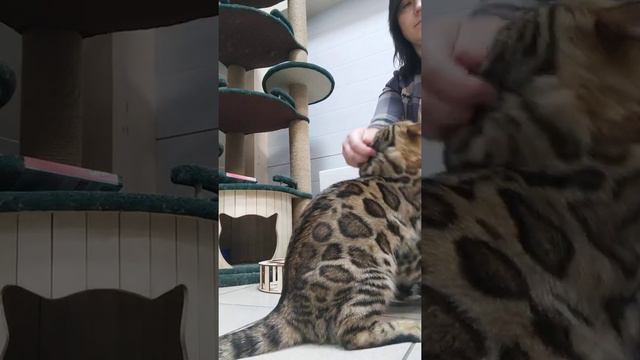 Бенгальские котята, питомник Holistic Family, Набережные Челны смотреть онлайн