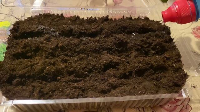 Простой посев базилика. Когда и как сажать базилик на рассаду смотреть онлайн