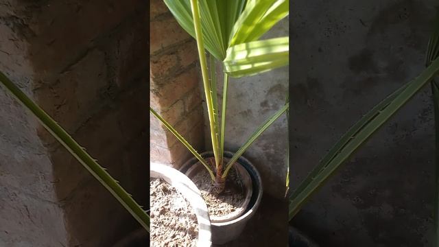 Table Palm - Plantation - Footstool Palm - Livistona rotundifolia - Farm House - Brigadier Ka Bagh