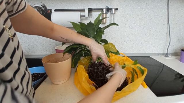 Пересадка и деление спатифиллума смотреть онлайн