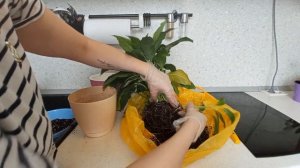 Пересадка и деление спатифиллума