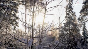 НОВОСТИ УДМУРТИИ | Морозный день в Удмуртии