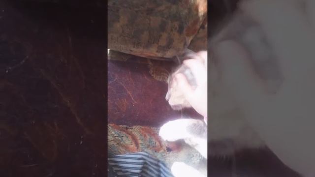 Как усмирить кошку смотреть онлайн