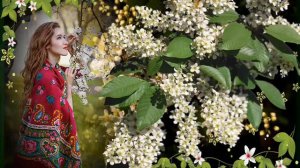 Белая черёмуха- исп. Валентина Сазонова