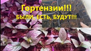 Гортензии!!! Были. Есть. Будут. Вот такие чудо саженцы!