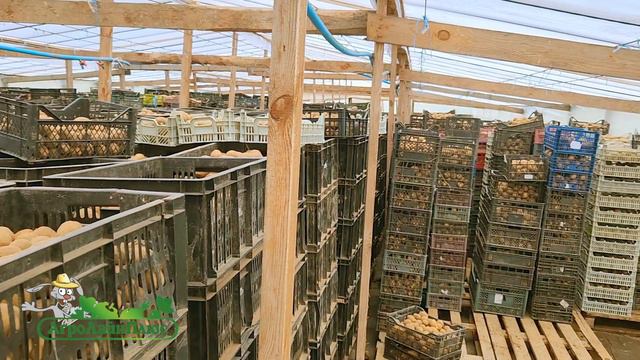 АгроЛайнПлюс - подготавливаем картофель (2024)