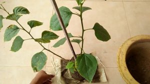 Bougainvillea / Baganbilash Chitra potting || বাগানবিলাস চিত্রা চারাটা টবে বসিয়ে দিলাম।