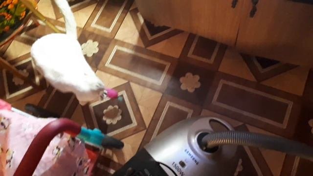 Тайная жизнь домашних жывотных 2