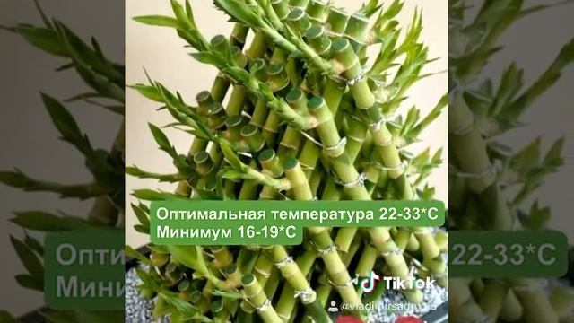 Драцена Сандера смотреть онлайн