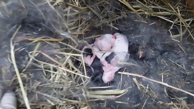 Крольчиха съела крольчат смотреть онлайн