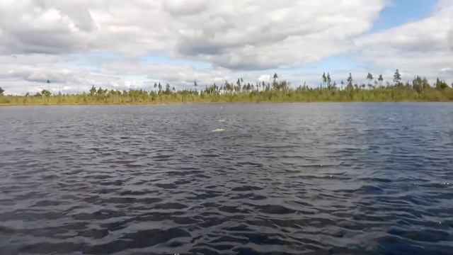 Вываживание крупной ЩУКИ. Настоящий Монстр! Озеро Большая Гарава! смотреть онлайн