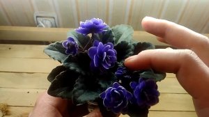 Пышное цветение полу мини фиалки Ness' Crinkle Blue (Несс Кринкл Блю)!