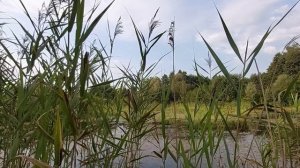 Каюр подаёт утку