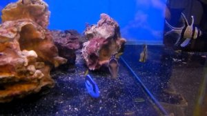 Аквариумная рыбка, Иглобрюх острорылый валентини, Canthigaster valentini