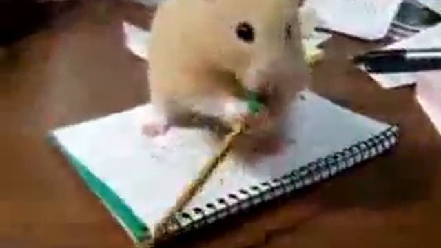 Хомяк любитель карандашей смотреть онлайн