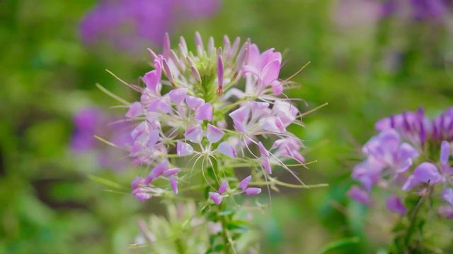 Can't Help Falling In Love Saxophone Mp3 Download 🎷Swing saxophone music 311 смотреть онлайн