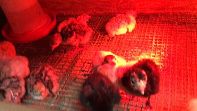  смотреть онлайн