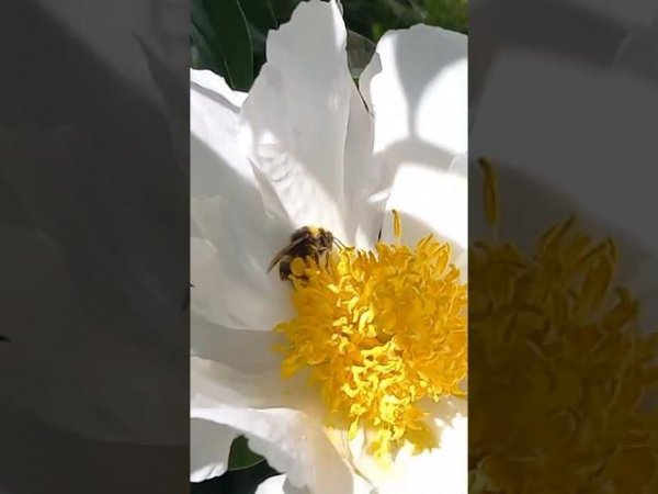 Перегруз шмеля пыльцой / Overloaded bumblebee