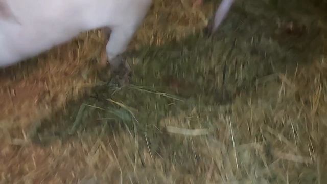 Шахиня в охоте,что делать не знаю?♂️?♂️?♂️ смотреть онлайн