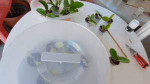 Укореняю черенки хойи карнозы(19.08.2023). Скорость укорения в этот раз приятно  удивила🥰.