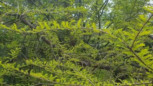 Taxodium distichum 'Cascade Falls' tisovec dvouřadý смотреть онлайн