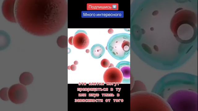 Этот   гормон  активируется  при  голодании. На  сколько  полезен  и  опасен  этот гормон?